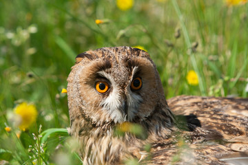 Owl