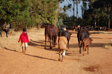 Naklejka premium The animals go grazing - Pomerini - Tanzania - Africa 2013