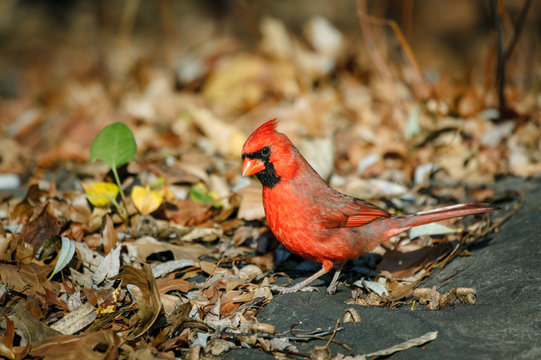 Male Northern Cardinal on autumn leaves