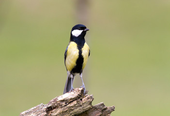 Naklejka premium Great tit