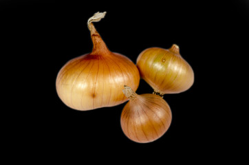 onions isolated