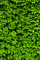 Background of green leaves