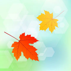 Leaves autumn vector background concept