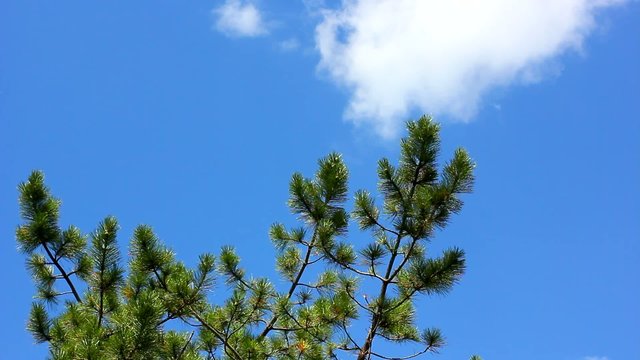 pine trees in the forest