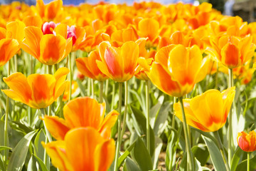 Orange-yellow tulips