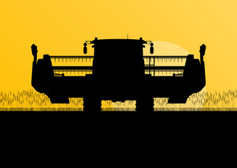 Agricultural combine harvester in grain field seasonal farming l