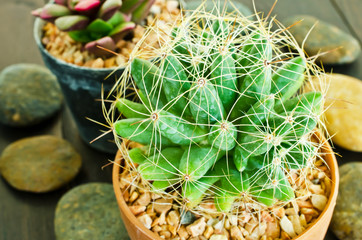 Cactus plant  in flowerpot