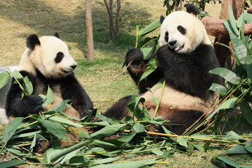 Two giant panda enjoying their bamboo food in a zoo