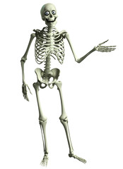 3d cartoon skeleton