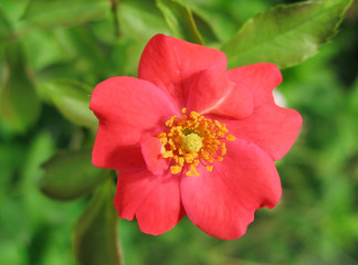 wild red rose