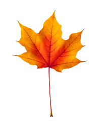 colorful autumn maple leaf isolated on white