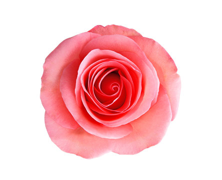 pink rose flower isolated on white background