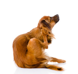  Russian toy terrier scratching. isolated on white background