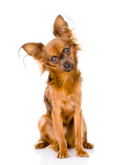 Russian toy terrier looking curiously at the camera. isolated 