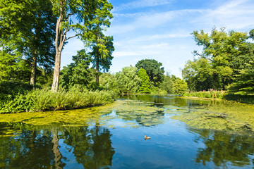 Lush Green Woodland Park Reflecting in Tranquil Pond
