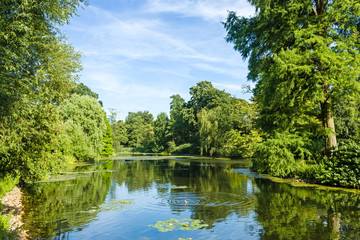Fototapeta na wymiar Tranquil Pond Framed by Lush Green Woodland Park