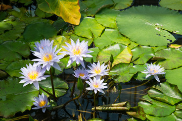 lotus on the pond