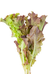 Red leaf Lettuce