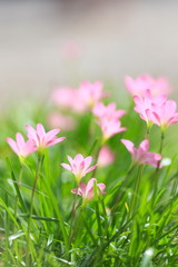 Fototapeta premium Pink flower in garden