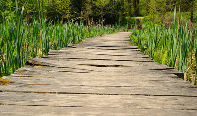 Wooden bridge through swamps
