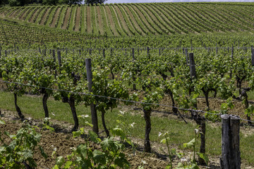 Fototapeta na wymiar Vignes, vignobles