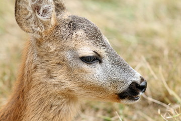 Naklejka na ściany i meble closeup portrait of a baby roe deer