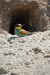 Bee-eater