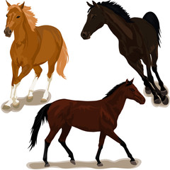 Horses