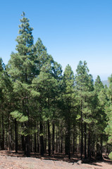 Fototapeta na wymiar mountain pine forest on the peaks of the island of gran canaria