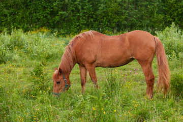Horse eating at pasture meadow