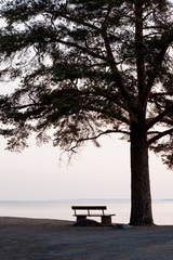 Fototapeta na wymiar empty bench and big tree silhouette viewing to a lake