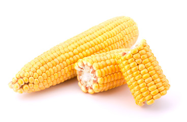 Fresh raw corn cobs isolated on the white background