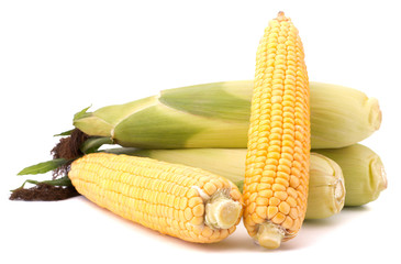 Fresh raw corn cobs isolated on the white background