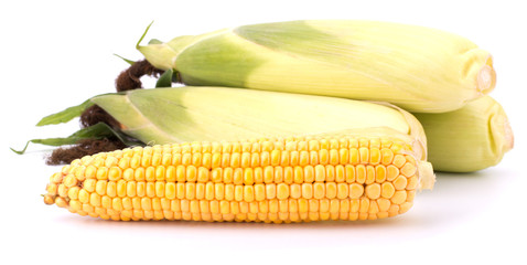 Fresh raw corn cobs isolated on the white background © EM Art