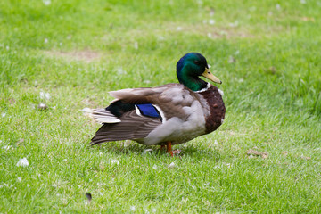 Celle 2221 © Raymond Thill