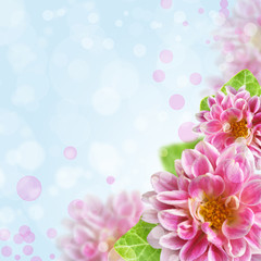 beautiful pink flowers on bokeh background