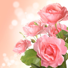 Obraz premium róża