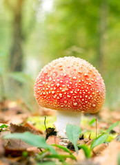 red mushroom fungi