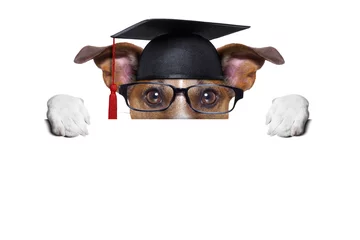 Cercles muraux Chien fou graduate dog