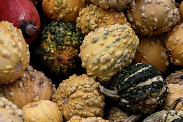 multicolor,ornamental,inedible pumpkins