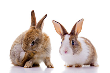 Bunnies