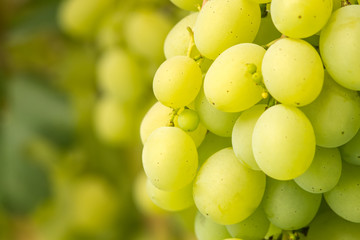 Green Grapes on Vine