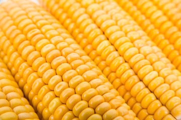 Corn cobs closeup with selective focus