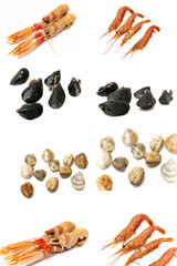 collage types of seafood and shellfish