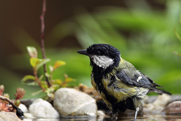 Kohlmeise (Parus major)