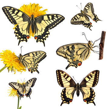 Collection of swallowtail butterflies (Papilio machaon)