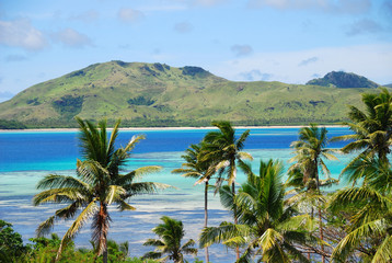 Tropical island with Fijian Palm trees - obrazy, fototapety, plakaty