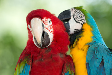 parrots
