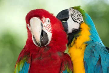 Foto op Canvas parrots © Pakhnyushchyy