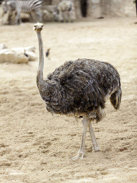 avestruz caminando